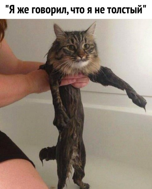 Я же говорилчто я не толстый
