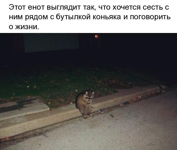 ЭТОТ енот ВЫГПЯДИТ так ЧТО хочется СЭСТЬ С НИМ РЯДОМ С бУТЫПКОЙ коньяка И ПОГОВОРИТЬ 0 ЖИЗНИ