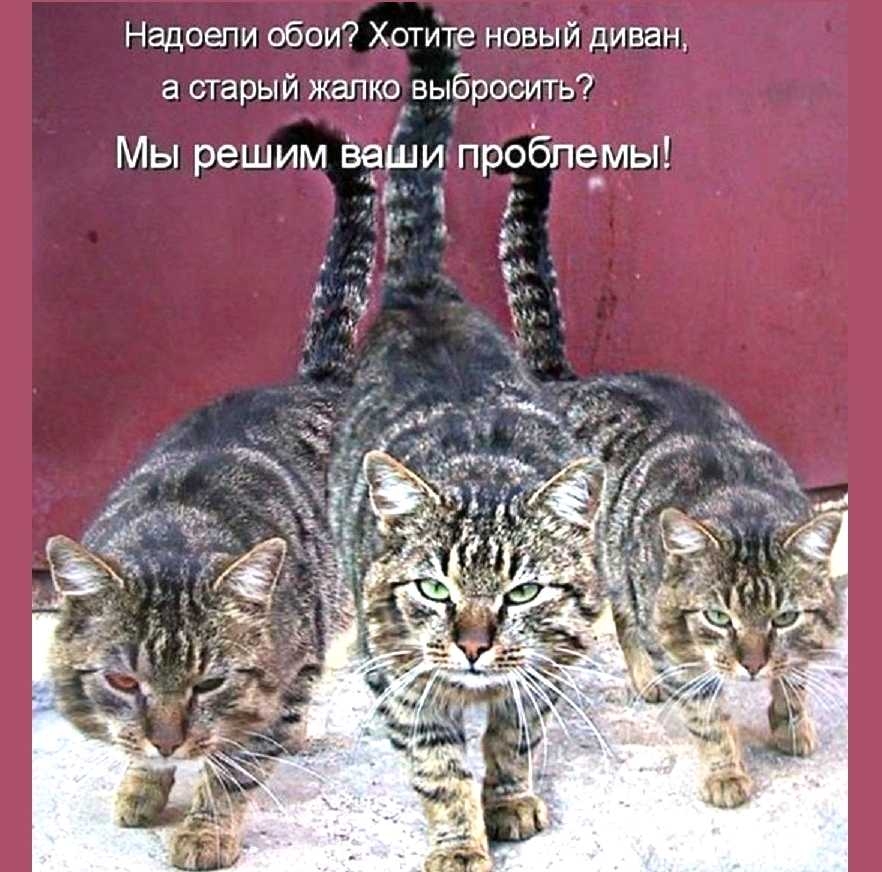 Надоели обои Хотите новый диван а старый жалко выбросить Мы решим Вайли пробпе_мы