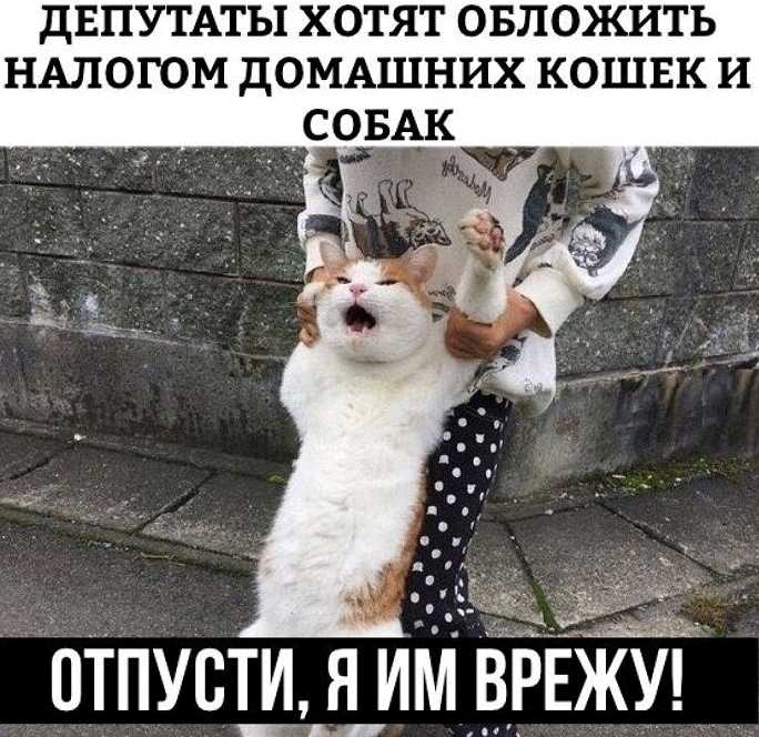 дЕПУТАТЫ ХОТЯТ ОБЛОЖИТ Ь НАЛОГОМ дОМАШНИХ КОШЕК И ОТПУСТИ ЯИМ ВРЕЖУЦ