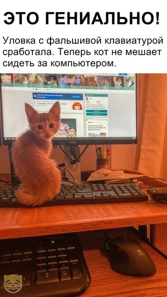 ЭТО ГЕНИАПЬНО Уповка фальшивой клавиатурой сработала Теперь кот не мешает сидеть за компьютером