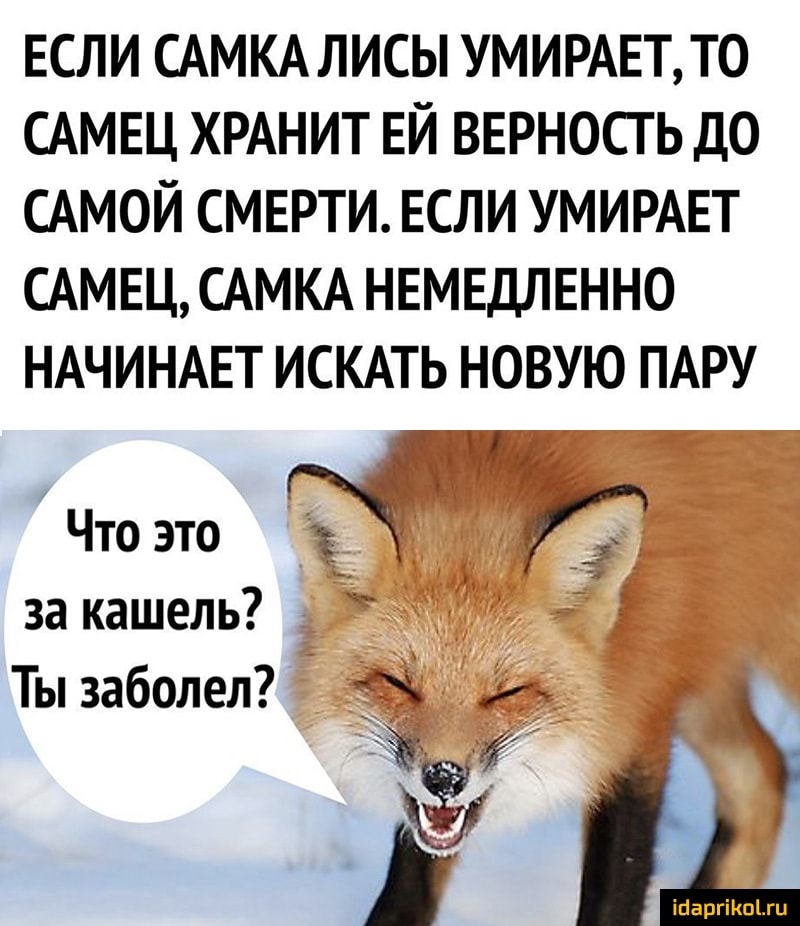 ЕСЛИ САМКА ЛИСЫ УМИРАЕТ ТО САМЕЦ ХРАНИТ ЕЙ ВЕРНОСТ Ь ДО САМОЙ СМЕРТИ ЕСЛИ УМИРАЕТ САМЕЦ САМКА НЕМЕДЛЕННО НАЧИНАЕТ ИСКАТЬ НОВУЮ ПАРУ Что это к за кашель Ты заболел и