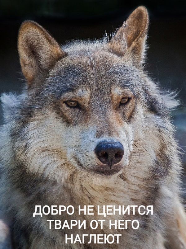ДОБРО НЕ ЦЕНИТЬСЯ ТВАРИ ОТ НЕГО НАГЛЕЮТ