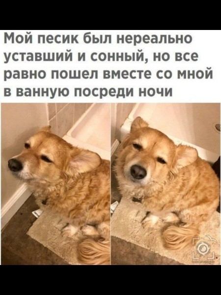 Мой песик был нереально уставший и сонный но все равно пошел вместе со мной в ванную посреди ночи