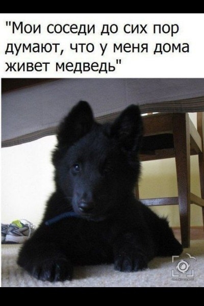 Мои соседи до сих пор думают что у меня дома живет медведь