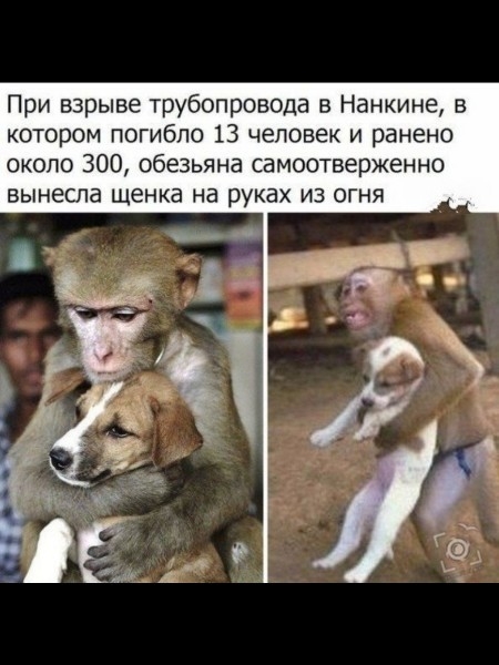 При взрыве трубопровода в Нанкине в котором погибло 13 человек и ранено около 300 обезьяна самоотверженно вынесла щенка на руках из огня