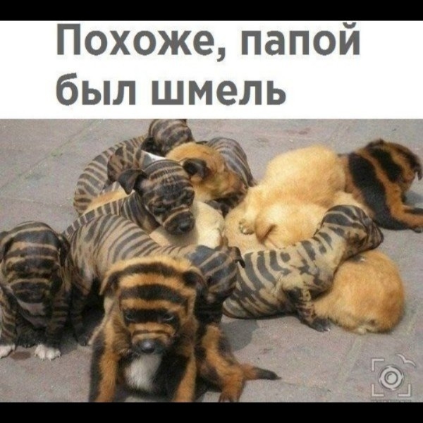 Похоже папой был шмель