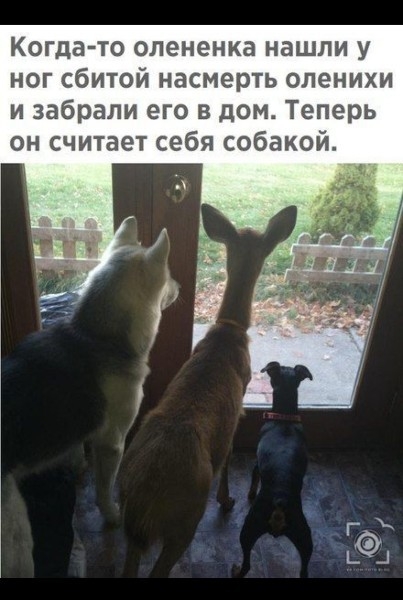 Когда то олененка нашли у ног сбитой насмерть опенихи и забрали его в дом Теперь он считает себя собакой
