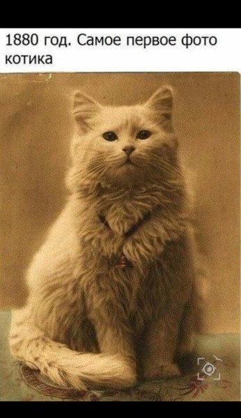1880 год Самое первое фото КОТИ ка