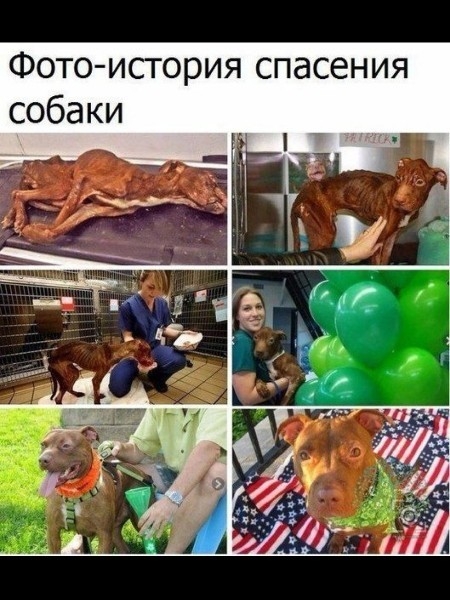 Фото история спасения собаки