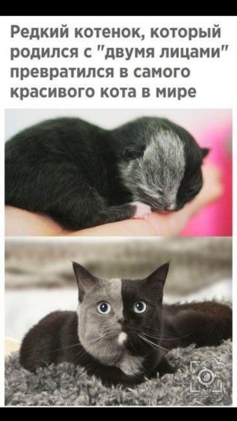Редкий котенок который родился с двумя лицами превратился в самого красивого кота в мире
