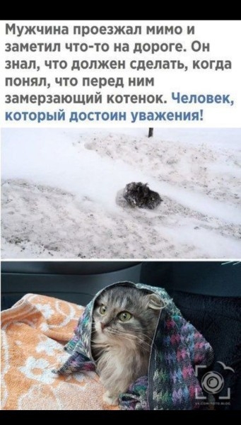 Мужчина проезжал мимо и заметил что то на дороге Он знал что должен сделать когда понял что перед ним замерзающий котенок Человек который достоин уважения