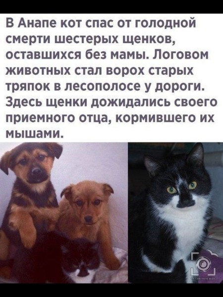 В Анапе кот спас от голодной смерти шестерых щенков оставшихся без мамы Логовом животных стал ворох старых тряпок в лесопопосе у дороги Здесь щенки дожидались своего приемного отца кормившего их мышами