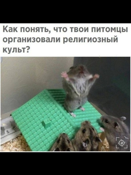 Как понять что твои питомцы организовали религиозный культ