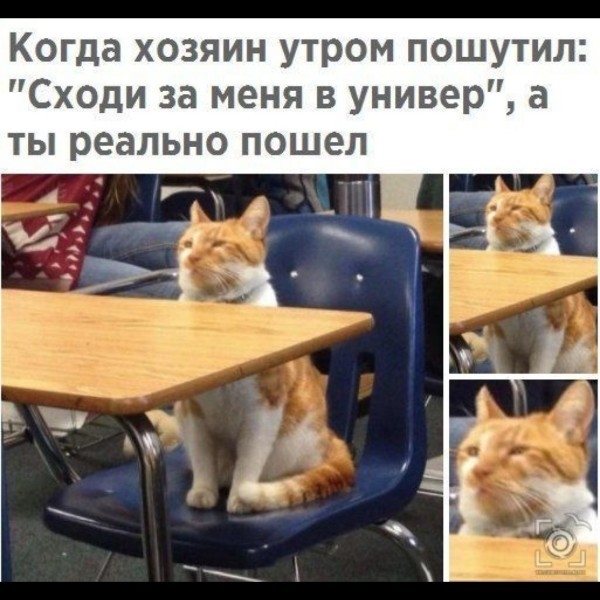 Когда хозяин утром пошутил Сходи за меня в универ а ты реально пошел
