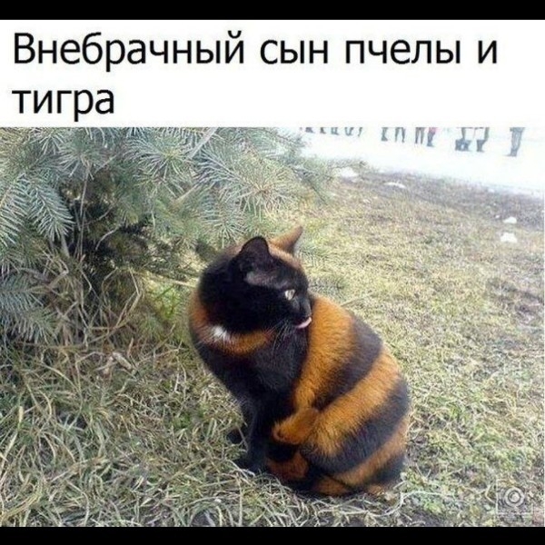 _ Внебрачный сын пчелы и
