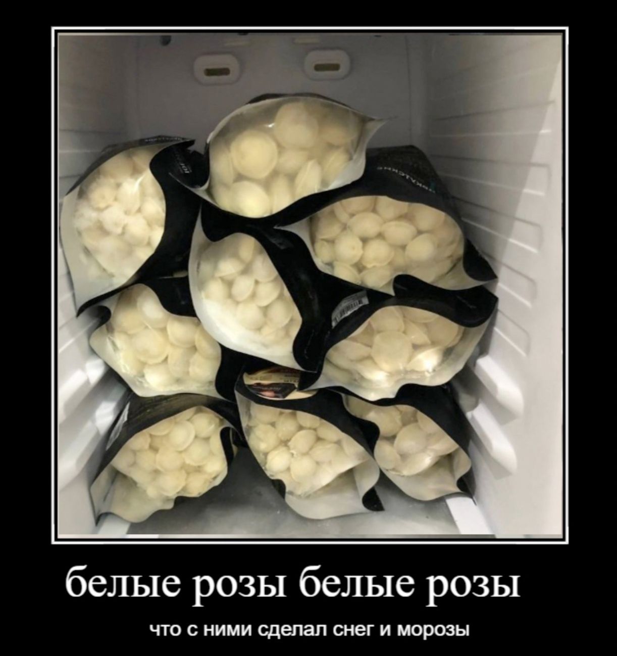 белые розы белые розы ЧТО С НИМИ сделал СНВГ И морозы