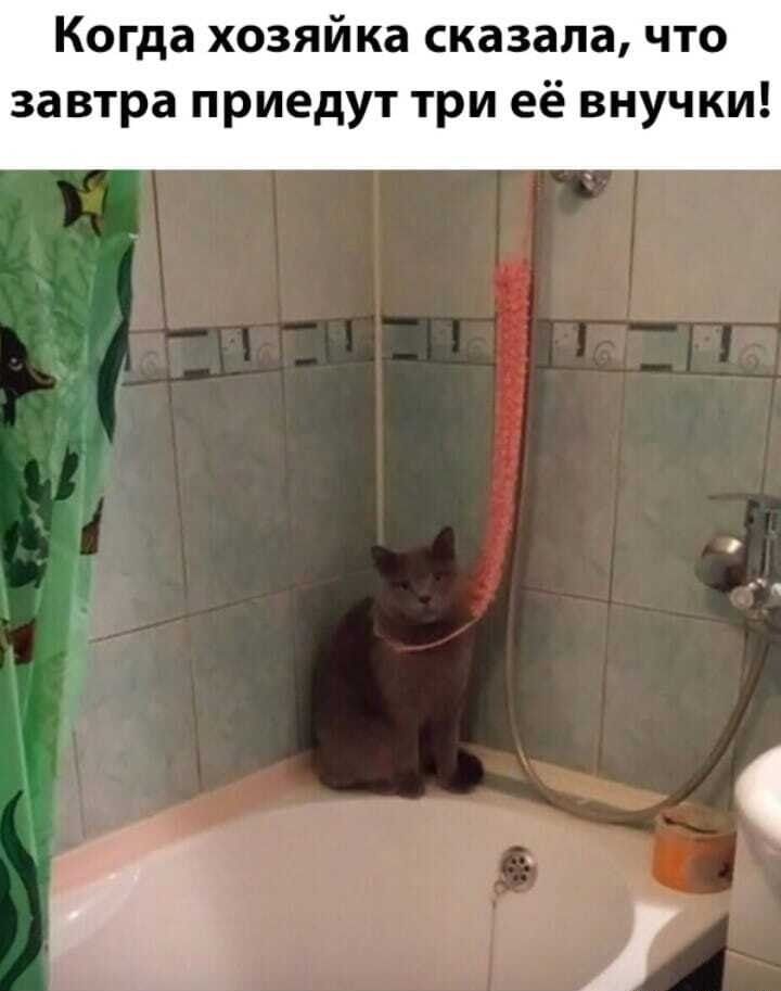 Когда хозяйка сказала что завтра приедут три её внучки