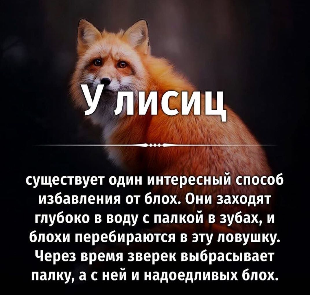 Заходи глубже. Фразы про лису. Высказывания про Лис. Фразы про Лис. Цитаты про лисиц.