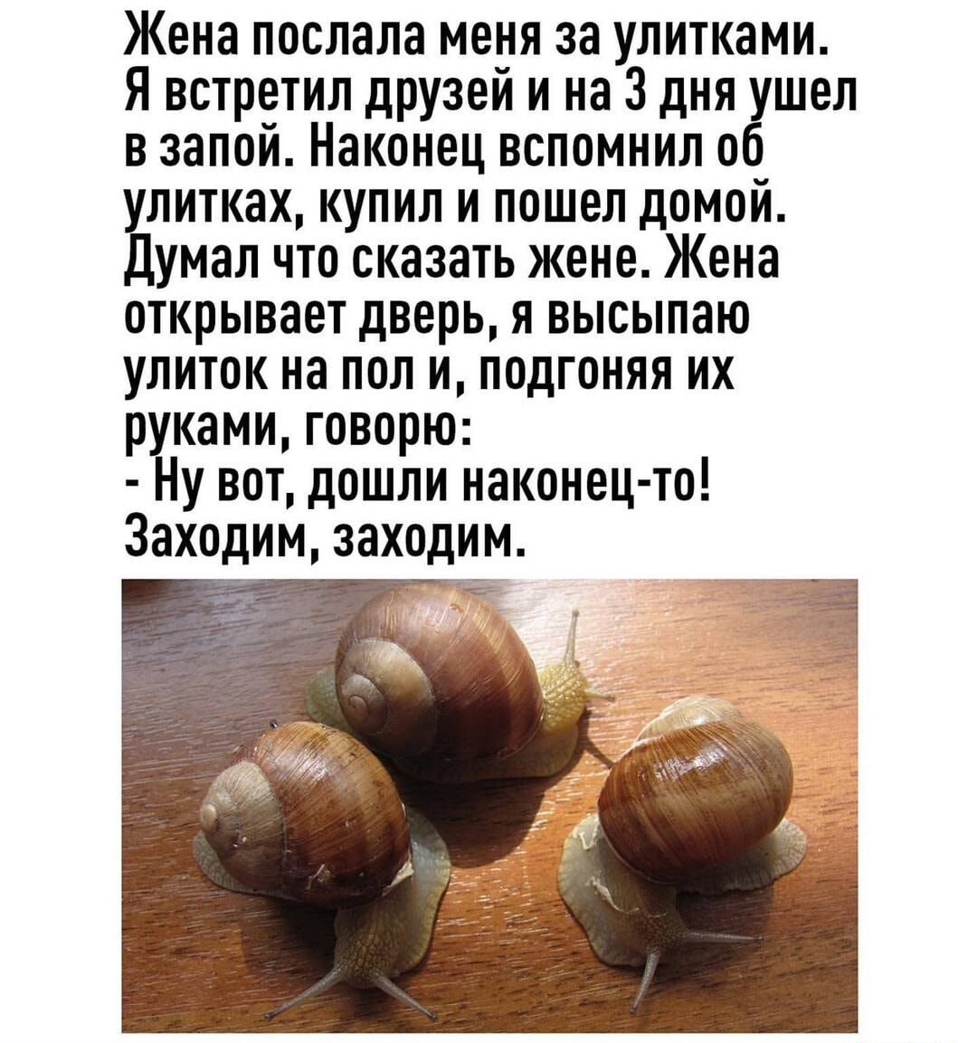Жена послала меня за улитками Я встретил друзей и на 3 дня ушел в запой Наконец вспомнил об улитках купил и пошел домой Думал что сказать жене Жена открывает дверь я высыпаю улиток на пол и подгоняя их рук ами говорю у вот дошли наконец то Заходим заходим