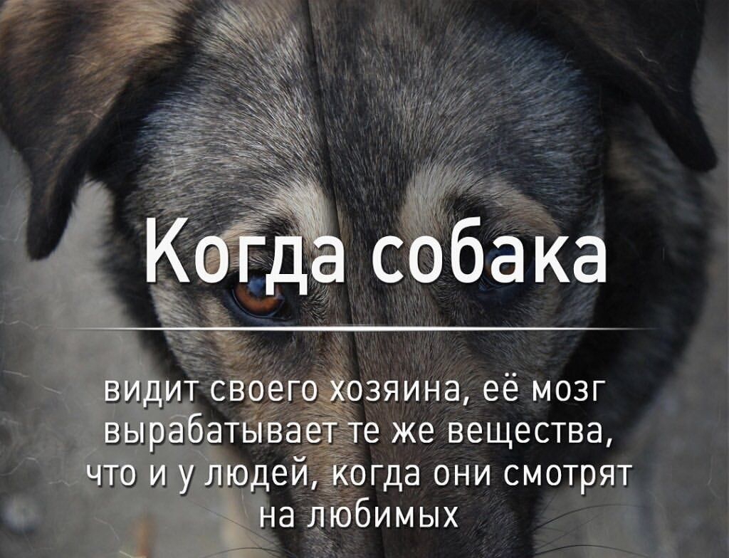 КоТд собака ВИДИТ своего хозяина её мозг вырабатывает те же вещества что и у людей когда они смотрят на любимых