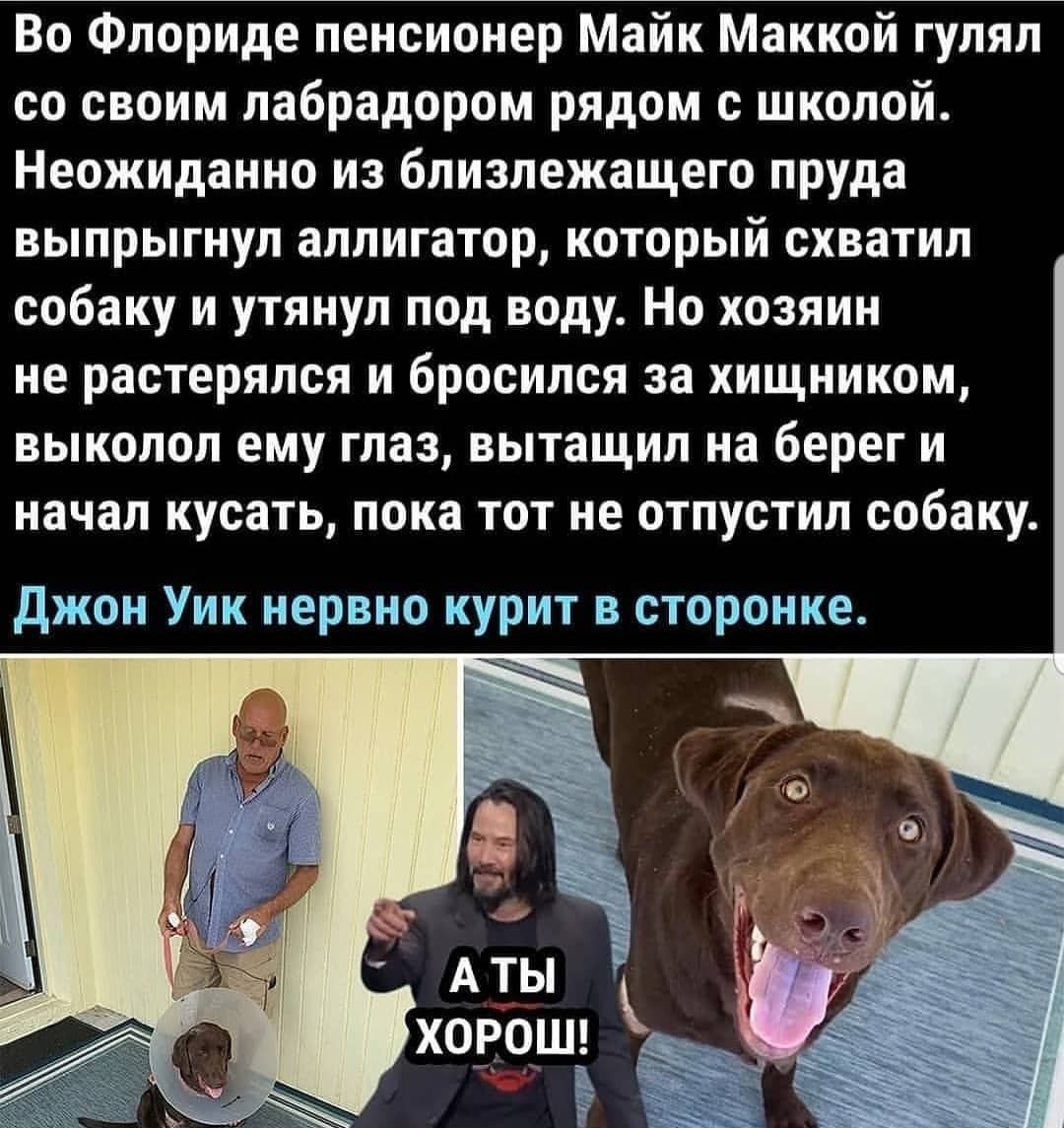 Во Флориде пенсионер Майк Маккой гулял со своим лабрадором рядом с школой Неожиданно из близлежащего пруда выпрыгнул аллигатор который схватил собаку и утянул под воду Но хозяин не растерялся и бросился за хищником выколол ему глаз вытащил на берег и начал кусать пока тот не отпустил собаку Джон Уик нервно курит в сторонке ХОЕОШ