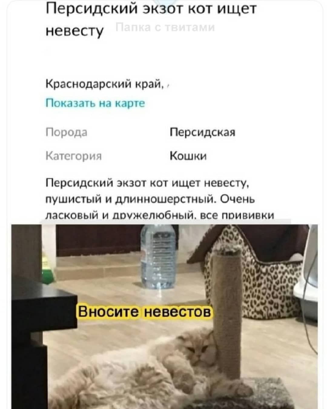 Персидский экзот кот ищет невесту Краснодарский край 7 Показать на карте Порыдд Персидская Кдп г щшч КОШКИ Персидский экзот кот ищет невесту пушистый и длинношерстный Очень ласковый и дружелюбный все прививки