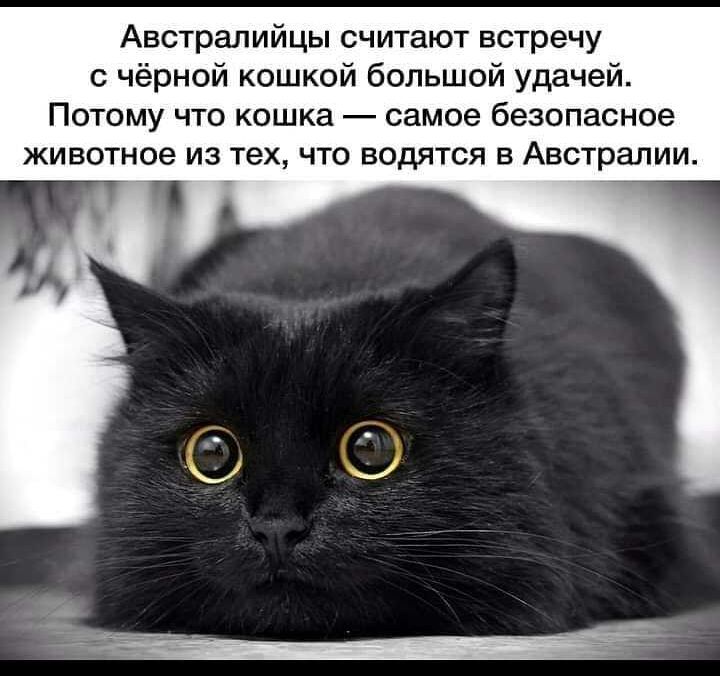 Австралийцы считают встречу с чёрной кошкой большой удачей Потому что кошка самое безопасное животное из тех что водятся в Австралии