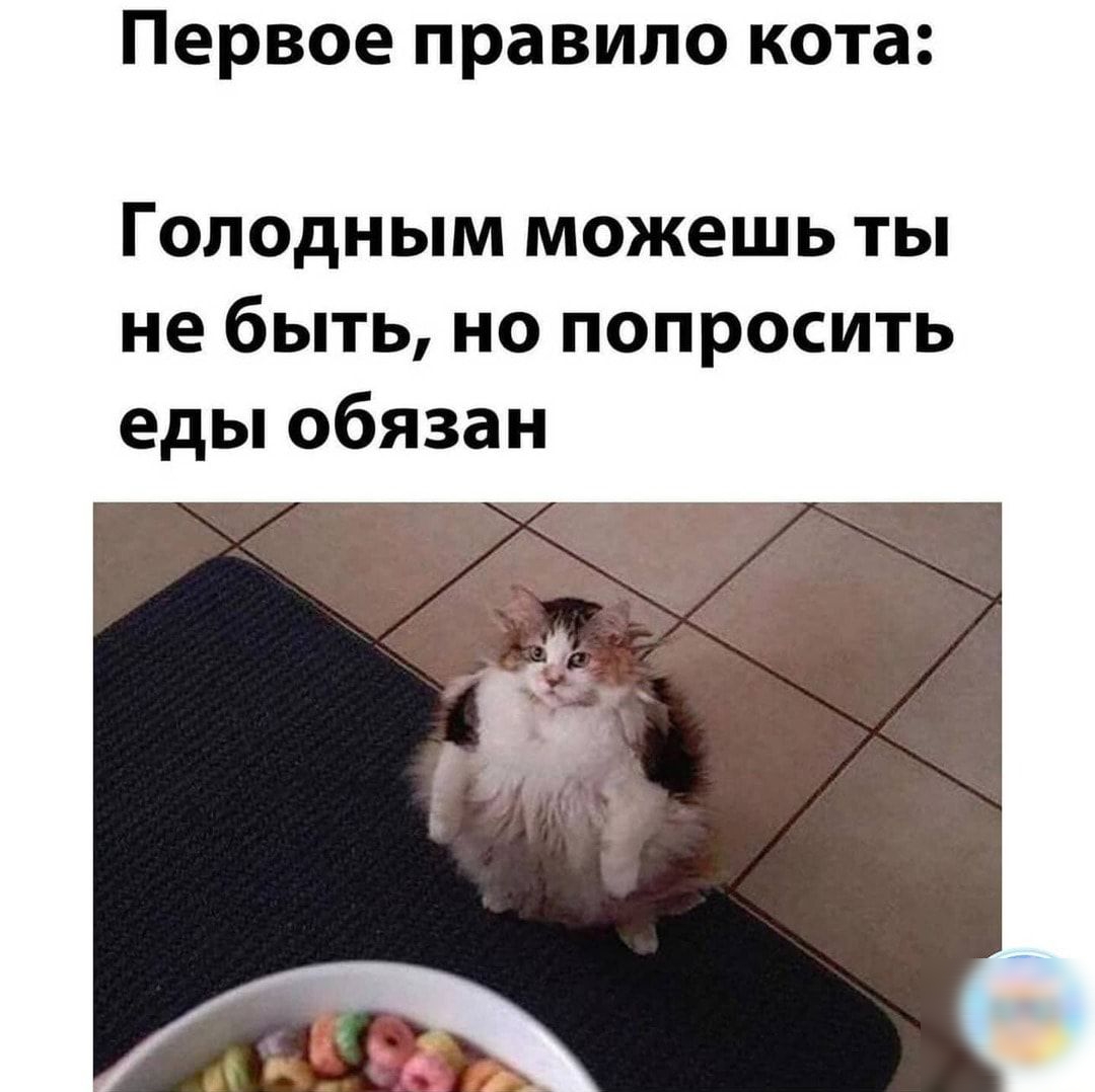 Первое правило кота Голодным можешь ты не быть но попросить еды обязан