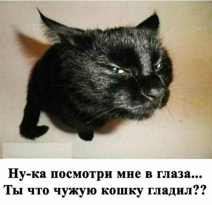 Ну ка посмотри мне в глаза Ты что чужую кошку гладил