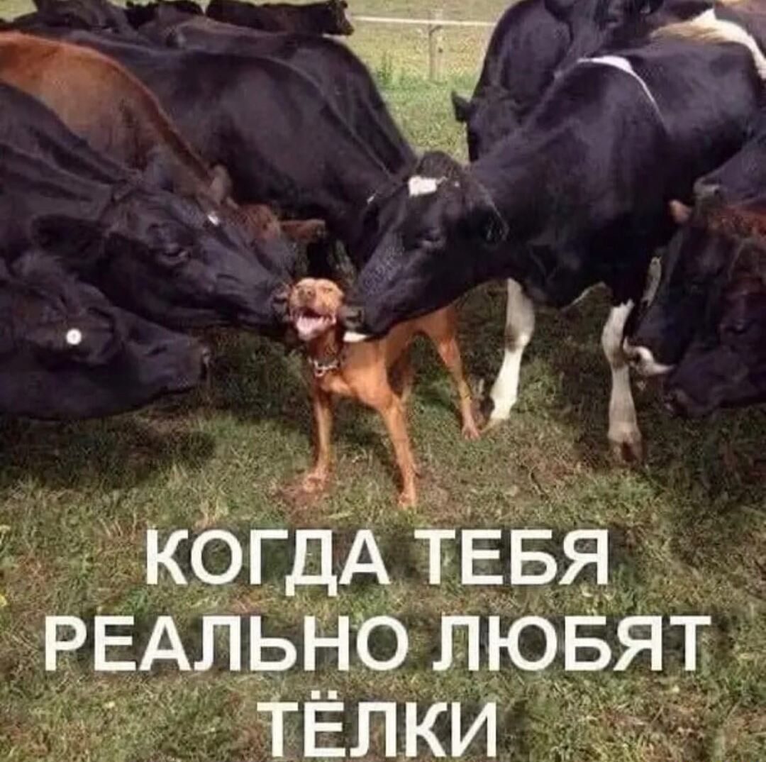 1 КОГДА ТЕБЯ РЕАЛЬНО ЛЮБЯТ ТЕЛКИ
