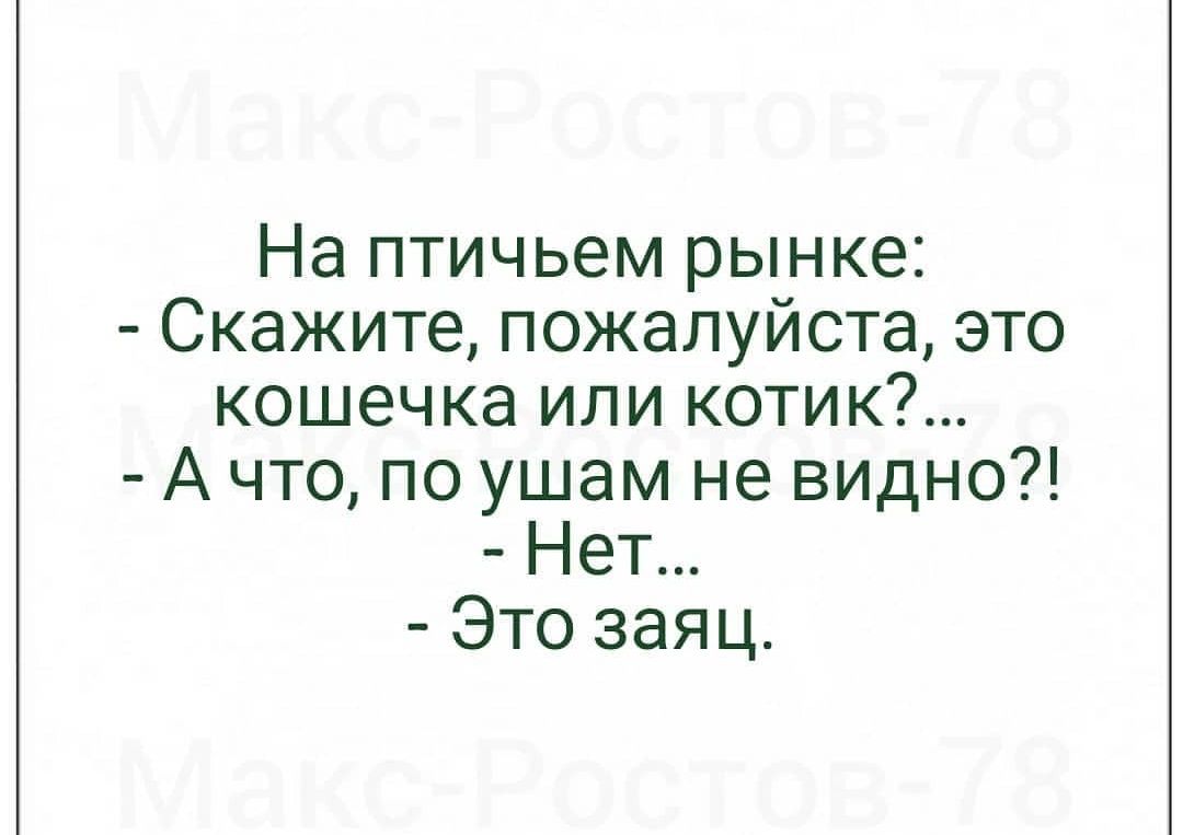 На птичьем рынке Скажите пожалуйста это кошечка или котик А что по ушам не видно Нет Это заяц