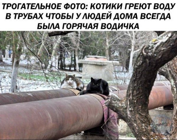 ТРОГАТЕАЬНОЕ ФОТО КОТИКИ Г РЕЮТ ВОДУ В ТРУБАХ ЧТОБЫ У ДЮДЕИ ДОМА ВСЕГДА БЫМ ГОРЯЧАЯ ВОДИЧМ