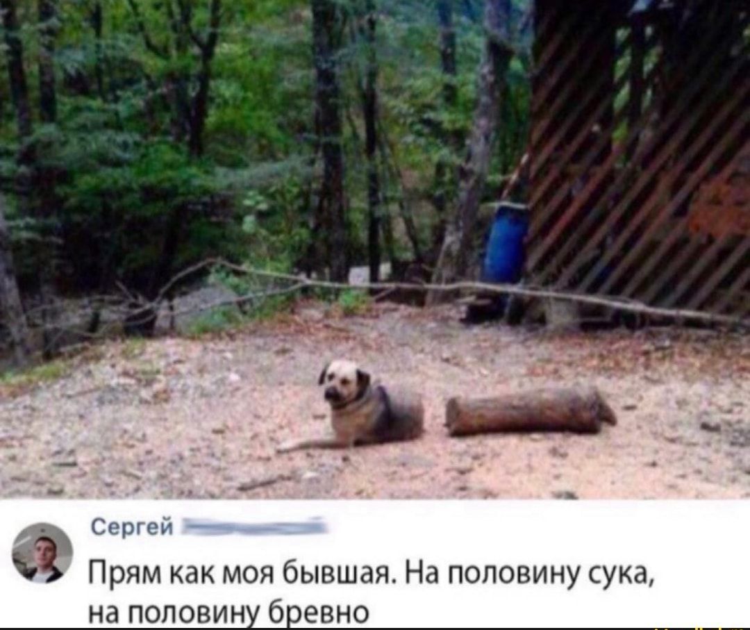Соргеи Прям как моя бывшая На половину сука на половин боевно