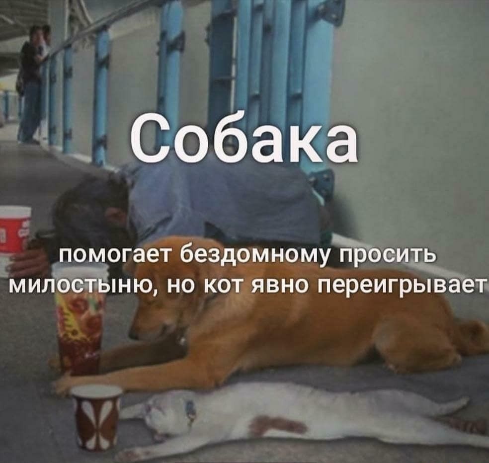 Собака помогает бездомномуЁросить милостЫню но кот явно переигрывает