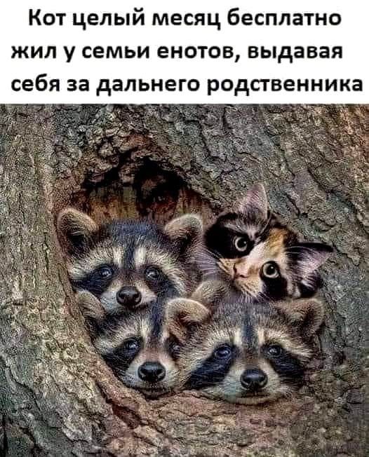Кот целый месяц бесплатно ЖИЛ у СЕМЬИ енотов выдавая себя за дальнего родственника