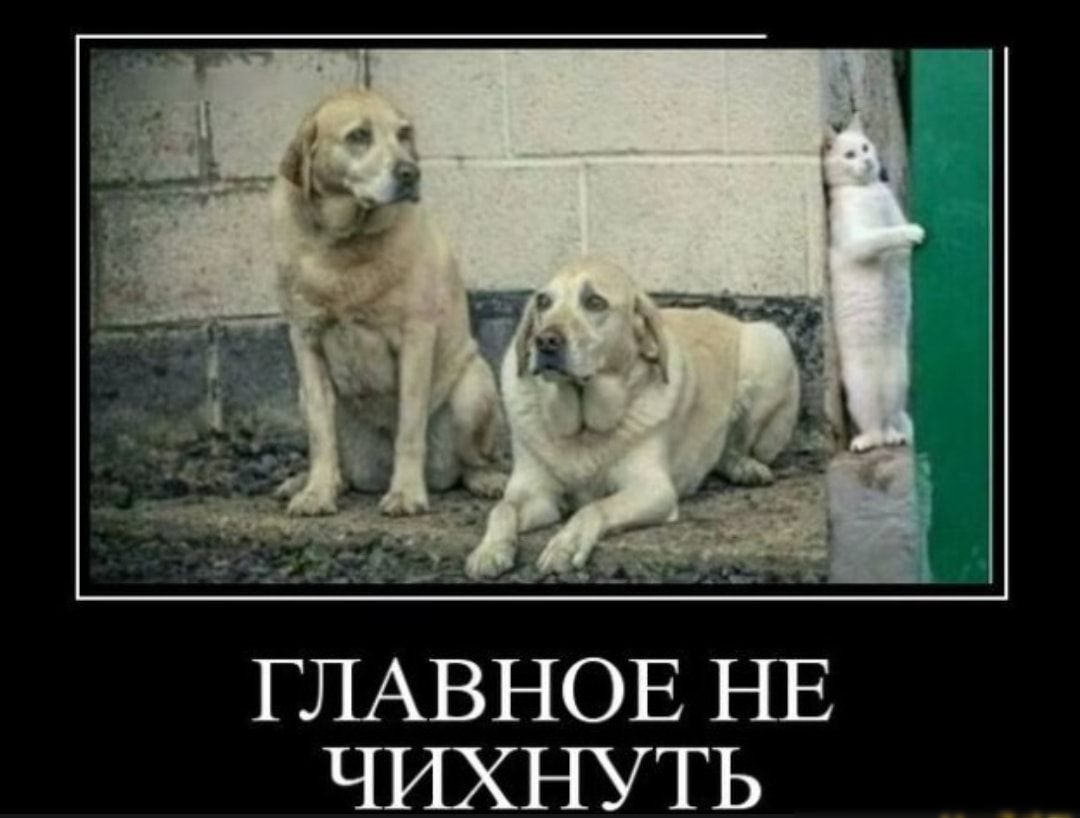 ГЛАВНОЕ НЕ ЧИХНУТЬ