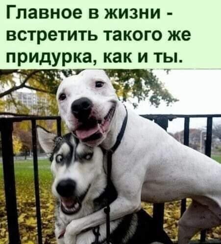 Главное в жизни встретить такого же придурка как и ты