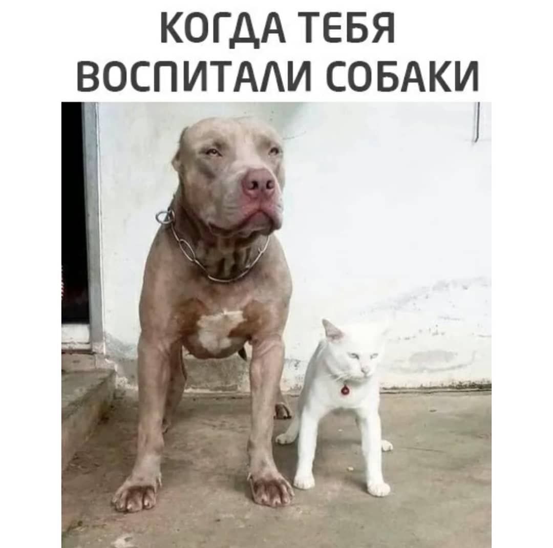 КОПДАТЁБЯ ВОСПИТААИСОБАКЧ 9