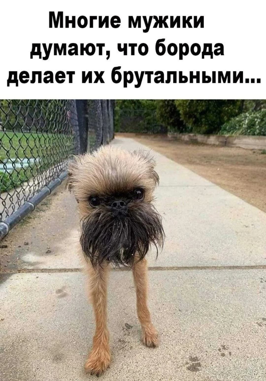 Многие мужики думают что борода делает их брутальными