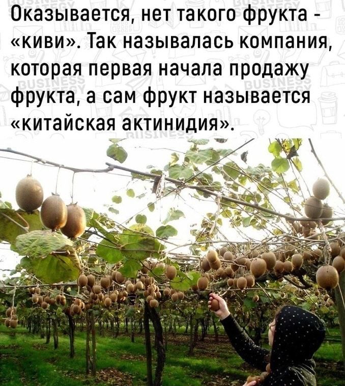 Оказывается нет такого фрукта киви Так называлась компания которая первая начала продажу фрукта а сам фрукт называется китайская актинидия
