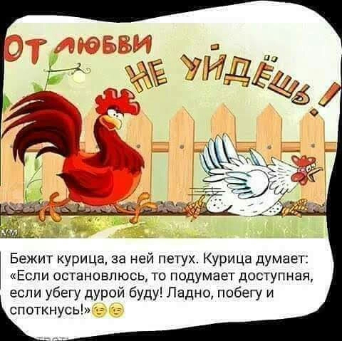 Бежит курица за ней петух Курица думает Если остановлюсь то подумает доступная если убегу дурой буду Ладно побегу и споткнусь