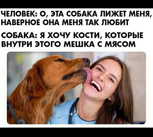 ЧЕЛОВЕК О ЭТА СОБАКА ПИЖЕТ МЕНЯ НАВЕРНОЕ ОНА МЕНЯ ТАК ЛЮБИТ СОБАКА Я ХОЧУ КОСТИ КОТОРЫЕ ВНУТРИ ЭТОГО МЕШКА С МЯСОМ