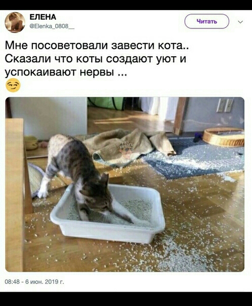 гнёт Мне посоветовали ЗЗВЕСТИ кота Сказали что коты создают уют и успокаивают нервы