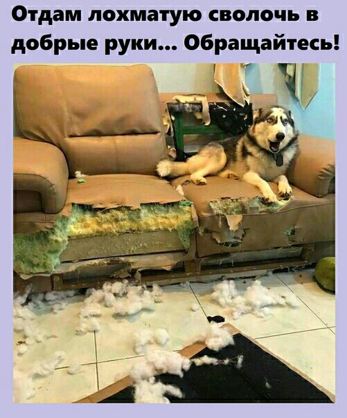 Отдам лохматую сволочь в добрые руки Обращайтесь У