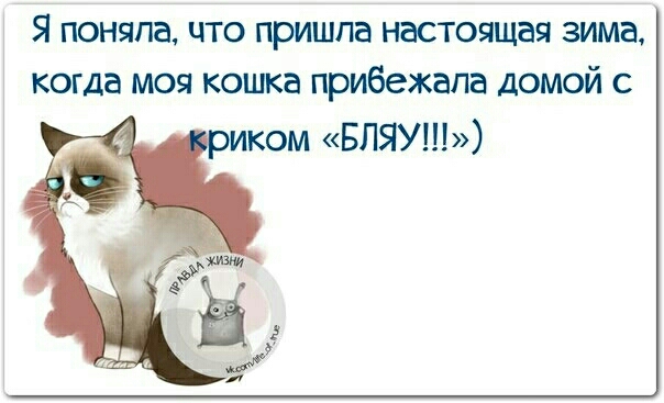 Я поняла что пришла настоящая зима когда моя кошка прибежала домой с