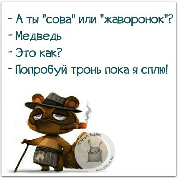 А ты сова или жаворонок Медведь Это как Попробуй тронь пока я сплю
