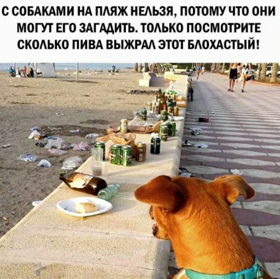 О ООБАКАМИ НА ПАЯЖ НЕАЬЗЯ ПОТОМУ ЧТО ОНИ МОГУТ ЕГО ЗАГААИТЬ ТОАЬКО ПОСМОТРИТЕ ОКОАЬКО ПИВА ВЫЖРМ ЭТОТ БАОХАОТЫЙ Ч__Т _ітфыоііш