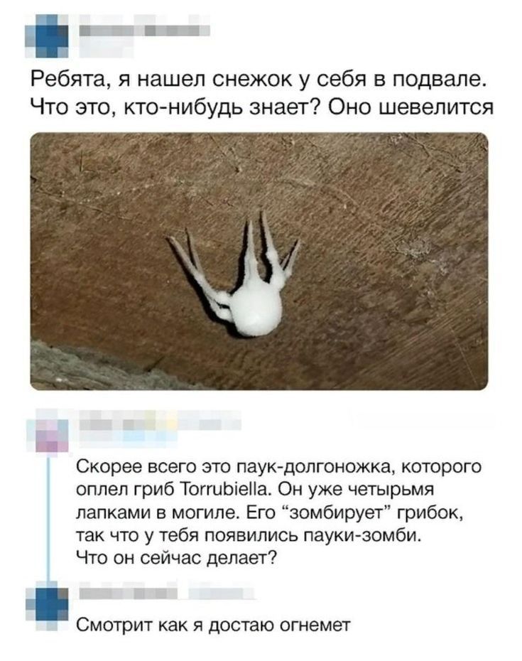 11 5 Ребята я нашел снежок у себя в подвале Что это кто нибудь знает Оно шевелится Скорее всего это паукдопгоножка которого оплел гриб ТоггиЬіеНа Он уже четырьмя лапками в могиле Его зомбирует грибок так что у тебя появились пауки зомби Что он сейчас делает СМОТРИТ как Я ДОСТЭЮ ОГНЭМЭТ
