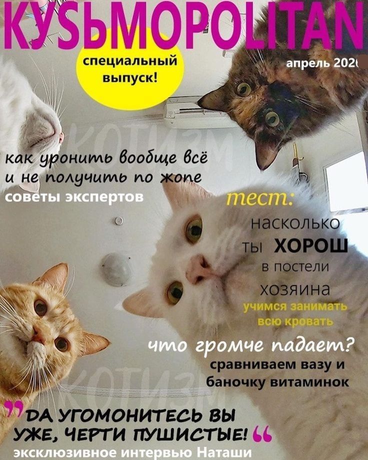 специальный выпуск как уронить Вообще всё и не получить по гоие сравниваем вазу и _ баночщштаминок ВА угомонитвсь вы уже чвгти пушистыы _